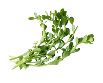 Advanced Memory Formula - Bacopa Monnieri