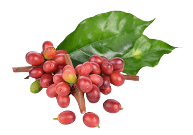 Advanced Memory Formula - NeuroFator™